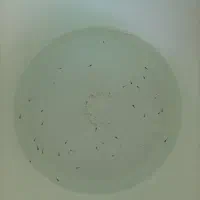 ماهی|ماهی|نیشابور, هفده شهریور|دیوار