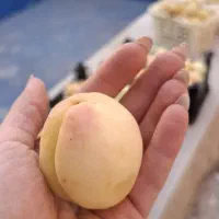 زردآلو شکرپاره