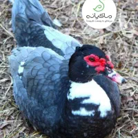 اردک خارجی ، بوقلمون محلی،  بلدرچین