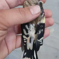 جوجه سهره اس منطقه کیاسر