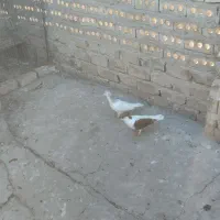 کفتر زرنگ