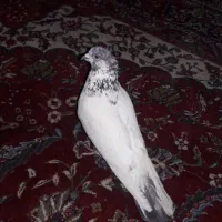 کبوتر نر