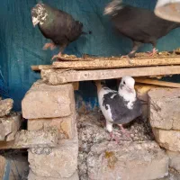 کفتر یا کبوتر تهرونی