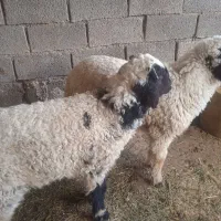 بره