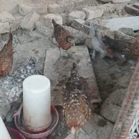 جوجه محلی