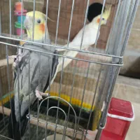 چند جفت عروس هلندی مولد و جوجه