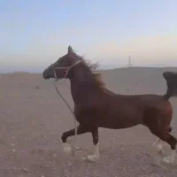 اسب نریون