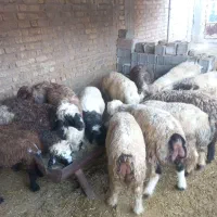 بره وکهره وگوساله