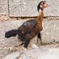 لاری