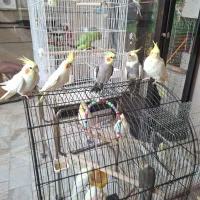 پرنده سرای طوطی سان
