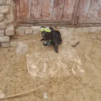 سگ‌پاکوتاه