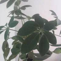 گل شفلرا