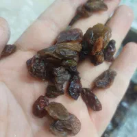 حراج کشمش ابگیری