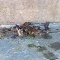 جوجه بوقلمون