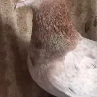 کبوتر سرور