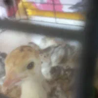 جوجه بوقلمون