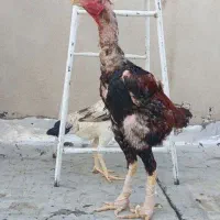 خروس لاری افغان دنگ بالا ۸۰+ سانت