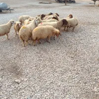 گوسفند داشتی