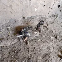 کبوتر پرشی یه کوله هستن