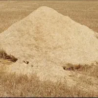 کاه گندم