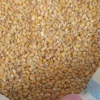 فروش جو ودانه ذرت جهت مصرف دام وطیور