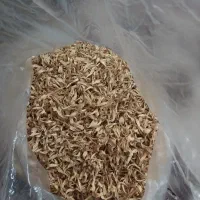 بهار نارنج شیراز