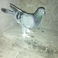 کبوتر