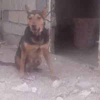 سگ‌جرمن