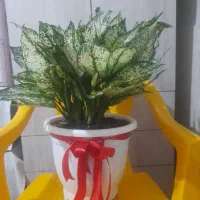 گلدان آکلو نما برفی