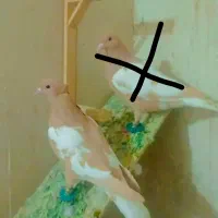 کبوتر ماده ابلق افقان