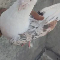 خوشونه