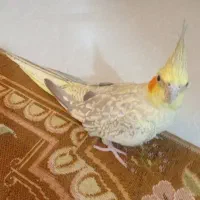 عروس هلندی ماده مولد
