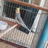 حراج عروس هلندی
