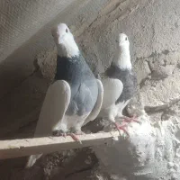 طوقی