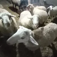 بره قوچ نژاد3قلو