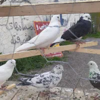 کبوتر گرفتنی