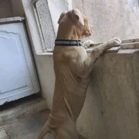 توله امریکن پیتبول تریر نر