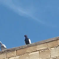 کبوتر چادگان