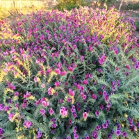گل گاوزبان اعلا و درجه یک برداشت امسال