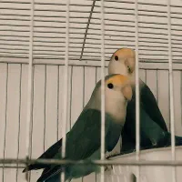 پرنده