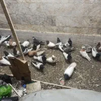 کفتر|پرنده|مشهد, هنرور|دیوار