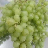 غوره شیراز