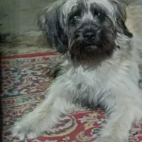 سگ خوشگل و بامزه اسمشو .مایاست