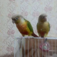 گرینچیگ. نر وماده ب شرط