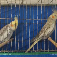عروس پاریس.  مرغ عشق