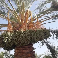 خوشه بندی