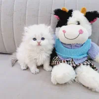 سلامت و تغذیه +/ گربه پر انرژی