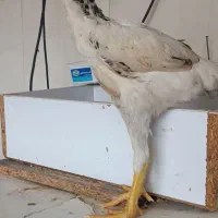 جوجه لاری شامو و محلی ماهه
