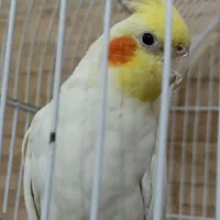 عروس هلندی جفت مولد