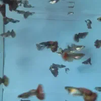 پخش انواع ماهی گوپی عمده و خرده